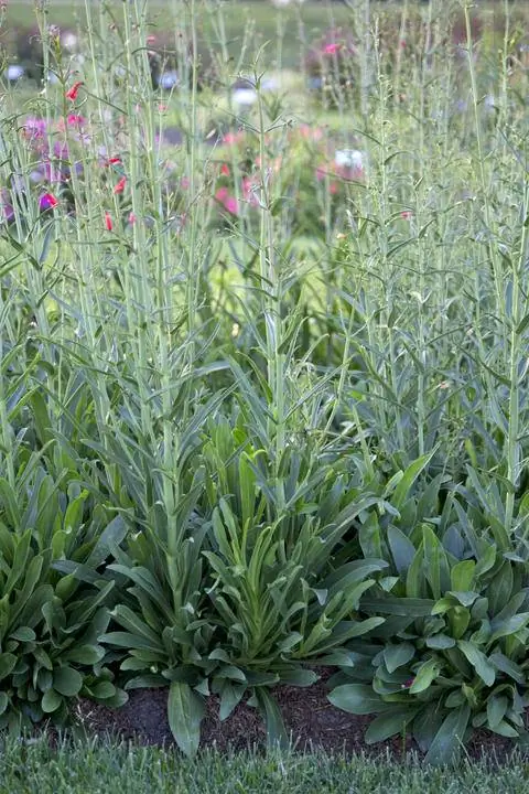 Цветонос Penstemon barbatus