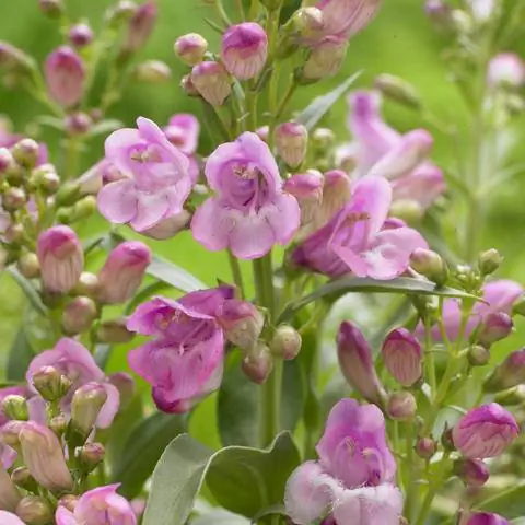 Penstemon barbatus сорт Пинаколада Пинк