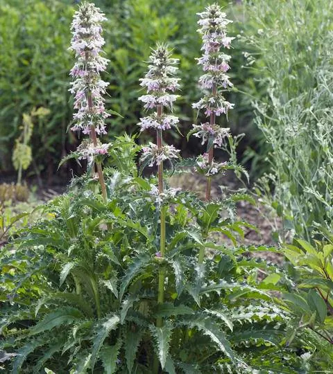 Ворсянка чертополоховая, Morina longifolia