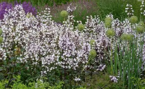Penstemon digitalis 'Husker's Red'