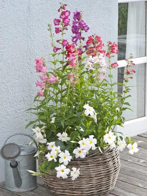 Penstemon hartwegii 'Sensation Mix'