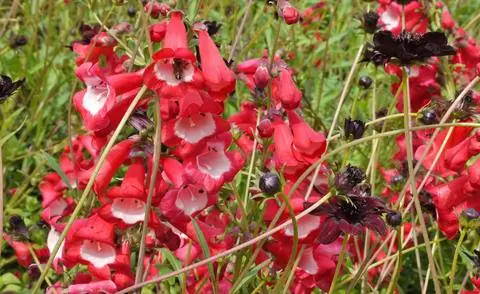 Penstemon hartwegii 'Picotee Red'
