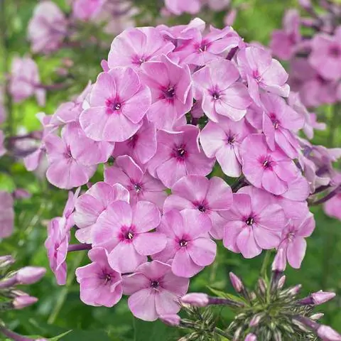 Флокс амплифолистный 'Миннехаха' Флокс амплифолистный 'Миннехаха'