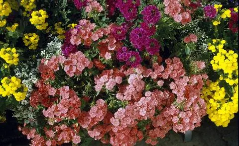 Phlox drummondii, цветок тапочка и вербена Phlox drummondii, цветок тапочка и вербена