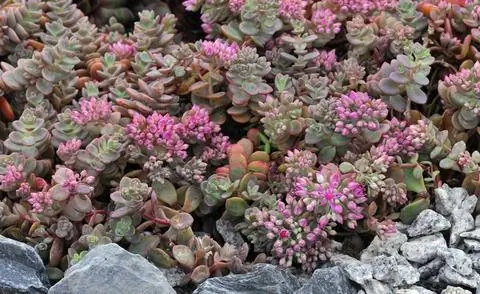 Гималайский очиток (Sedum cauticola)