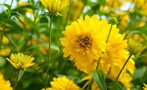 Rudbeckia laciniata с махровыми цветками