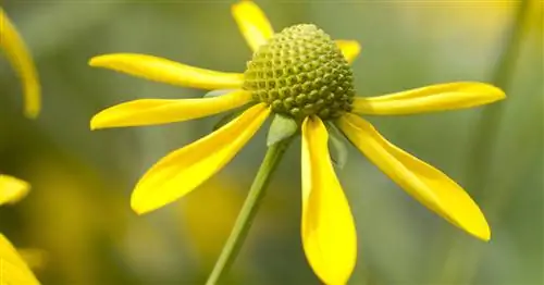 Эхинацея щелевидная