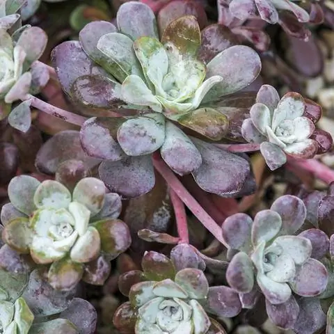 Sedum spathulifolium 'Purpureum'