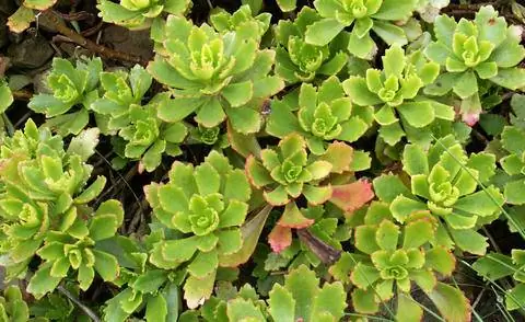 Почвопокровный Sedum hybridum 'Periwinkle'