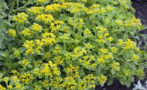 Sedum hybidrum 'Periwinkle' в альпинарии