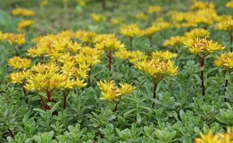 Цветы Sedum floriferum 'Weihenstephaner Gold'