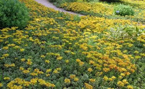 Sedum floriferum 'Weihenstephaner Gold' как почвопокровное растение