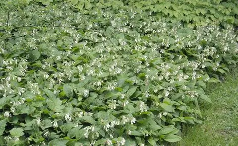 Symphytum grandiflorum на грядке
