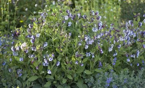 Symphytum grandiflorum 'Hidcote Blue'