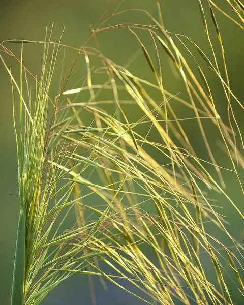 Соцветия Stipa capillata