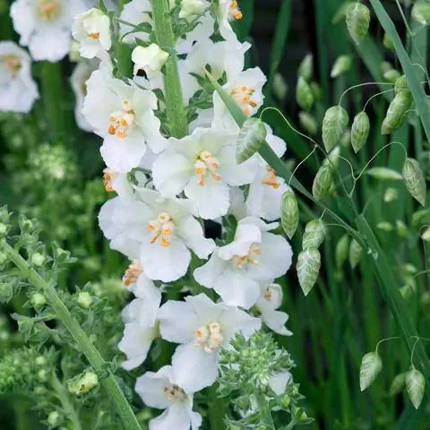Verbascum phoeniceum сорт 'Flush of White'