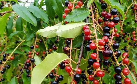 Вишня Prunus serotina Вишня Prunus serotina