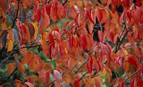 Осенние краски Prunus sargentii