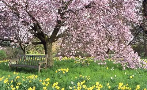 Горная вишня под посадкой нарциссов