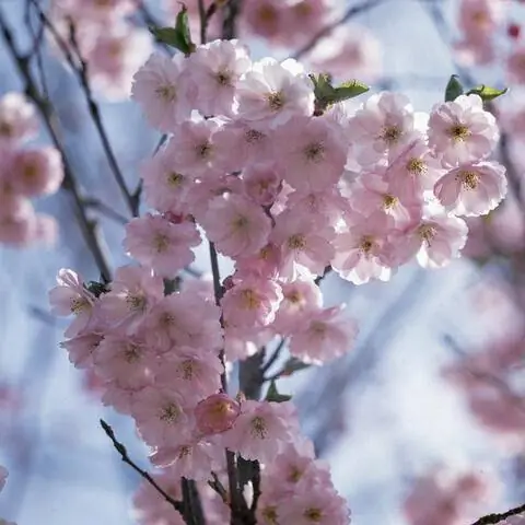 Сорт горной вишни Prunus sargentii 'Accolade'