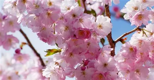 Горная вишня, алая вишня