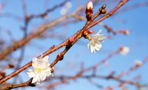 Цветок токийской вишни (Prunus x yedoensis)