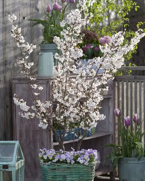 Мартовские вишни и рогатые фиалки в горшке