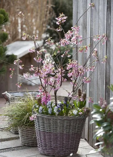 Prunus incisa 'Осидори'