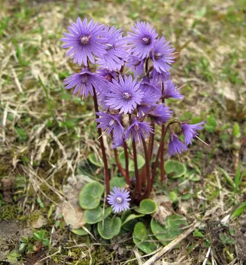 Цветущие альпийские колокольчики