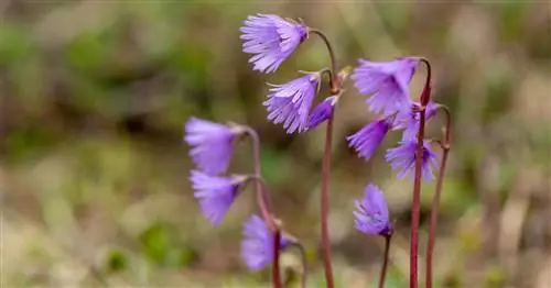 Альпийские колокольчики