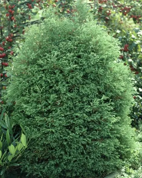 Chamaecyparis pisifera 'Squarrosa'