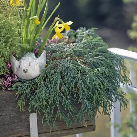 Chamaecyparis pisifera 'Filifera Nana'
