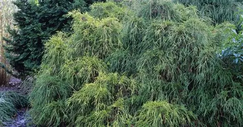 Кипарисовик савара