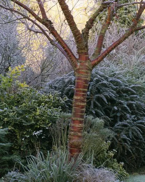 Вишня красного дерева (Prunus serrula)