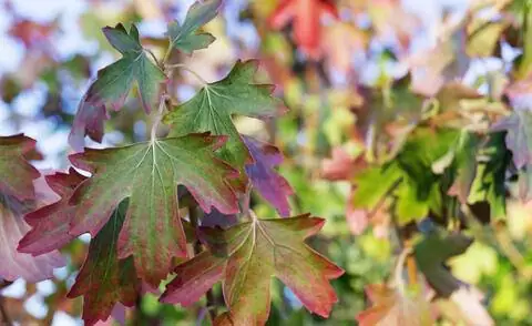 Золотая смородина с осенними красками