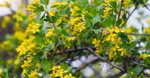 Золотая смородина