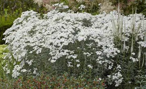 Ярроу, Бертрамгарбе