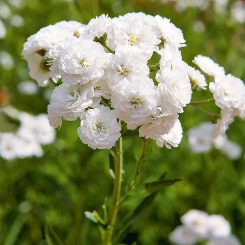 Болотный тысячелистник «Жемчужина»