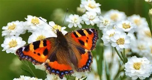 Тысячелистник, сноп Бертрама