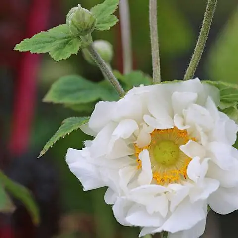 Японская осенняя анемона "Вихрь"