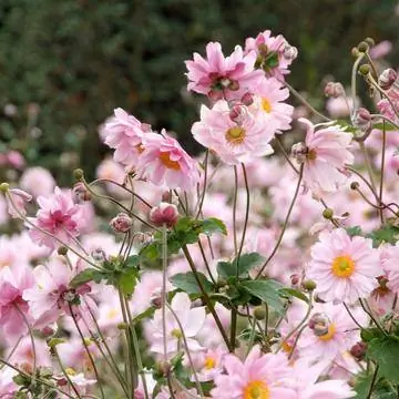 Гибрид анемоны японской 'Королева Шарлотта'