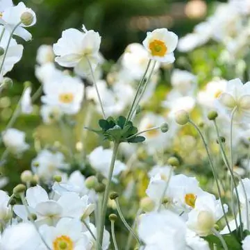 Гибрид анемоны японской 'Honorine Jobert'