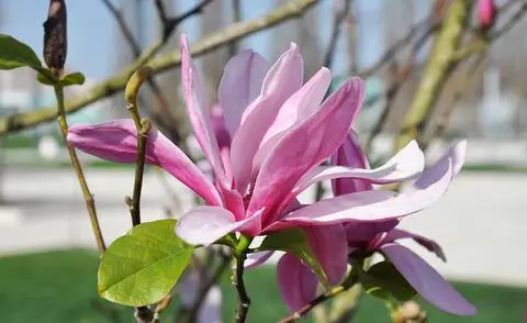 Цветение магнолии 'Сьюзен'