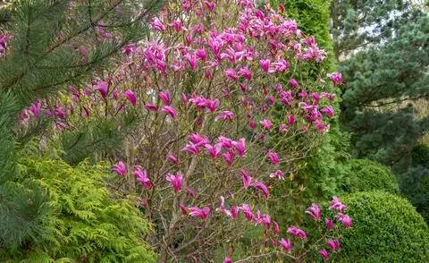 Магнолия 'Сьюзен'