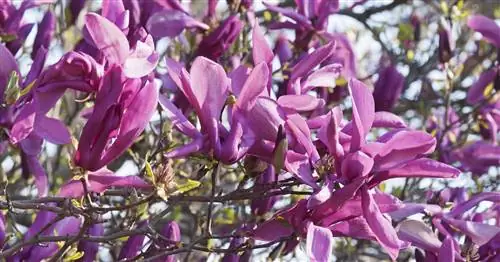 Магнолия 'Сьюзен