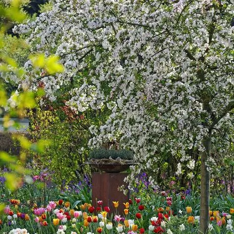 Яблоня 'Red Sentinel' в цвету