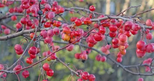 Яблоня «Красный страж»