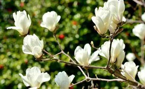 Цветы Магнолия денудата