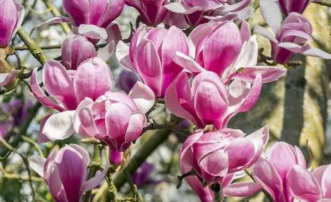 Магнолия денудата 'Forrest's Pink'