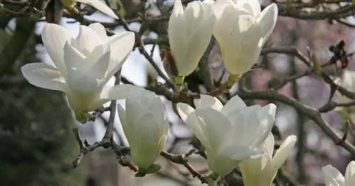 Лилия магнолия, Юлан магнолия